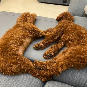 Meet your Posher, Lester